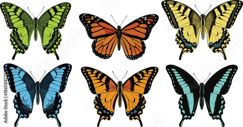Colorful butterfly species collection with detailed wings and natural patterns, entomology illustration of tropical butterflies on white background