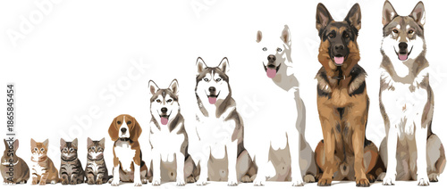 PrintVarious domestic pets including rabbit cats and diverse dog breeds like German Shepherd and Husky in a size comparison lineup vector illustration.