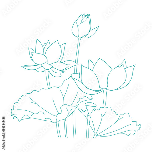 he Vietnamese lotus flower, also known as the national flower of Vietnam