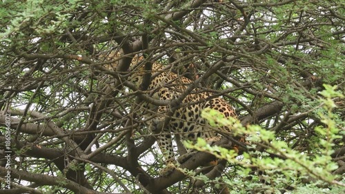 full shot of wild male indian leopard or panthera pardus or panther camouflage walking climbing on cluttered tree during outdoor jungle wildlife safari jhalana forest reserve jaipur rajasthan india