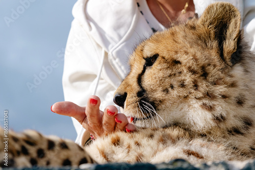 Woman petting young cheetah in a rehabilitation center in South Africa. Animal care and protection. Wildlife conservation concept.