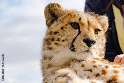 Cute cheetah cub close up in South Africa animal rehabilitation center for conservation and protection project showing care for wild animal.