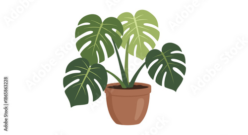 Indoor potted monstera deliciosa plant with lush green split leaves in a terracotta pot isolated on a plain white background.