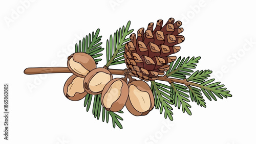 A pine cone and nuts on a green evergreen branch