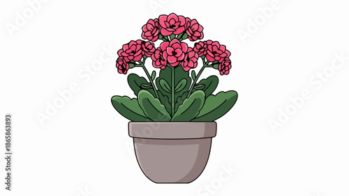 A potted plant displays vibrant pink blossoms and lush green foliage in a simple clay pot