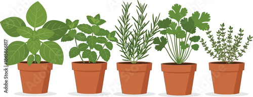Potted Culinary Herbs Flat style illustration of 5 herb pots basil mint rosemary cilantro and thyme