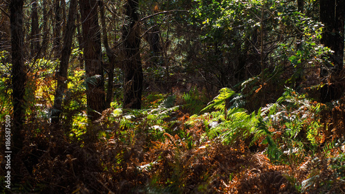 Wallpaper Mural Fougères vertes, dans la forêt des Landes de Gascogne Torontodigital.ca