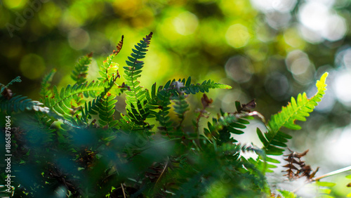 Wallpaper Mural Fougères vertes, dans la forêt des Landes de Gascogne Torontodigital.ca