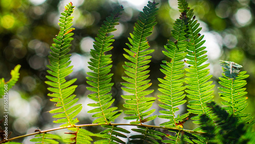 Wallpaper Mural Fougères vertes, dans la forêt des Landes de Gascogne Torontodigital.ca