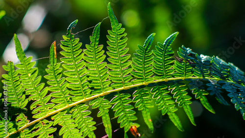 Wallpaper Mural Fougères vertes, dans la forêt des Landes de Gascogne Torontodigital.ca
