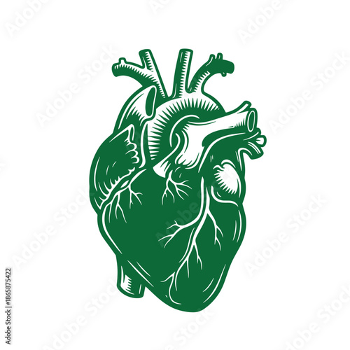 Green human heart anatomy illustration with white details  medical educational graphic
