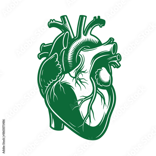Green human heart anatomy illustration with detailed veins and arteries  medical educational graphic