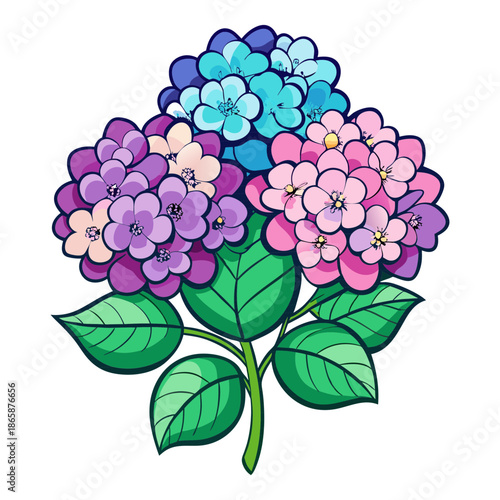 Colorful hydrangea flowers with green leaves on black background
