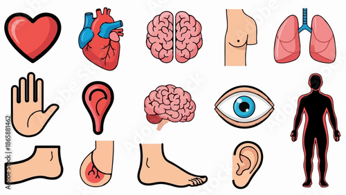 Collection of human body parts and organs, illustrated