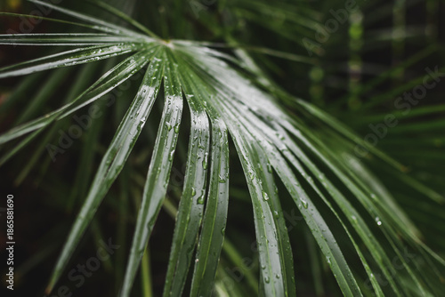 Tropical Palm Leaf with Water Droplets. Selective focus. 