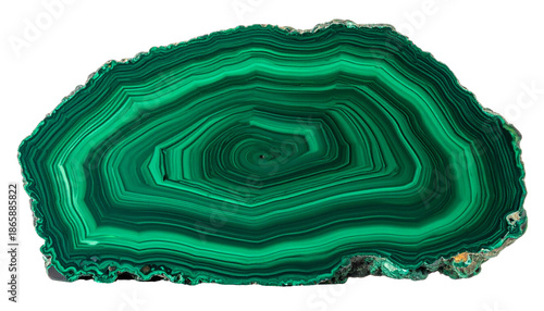Polished cross-section of a green stone, showcasing circular patterns