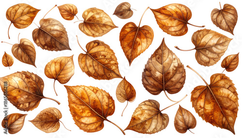 Watercolor illustration of scattered brown autumn leaves