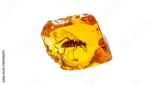 Preserved insect fossilized inside translucent, golden amber resin