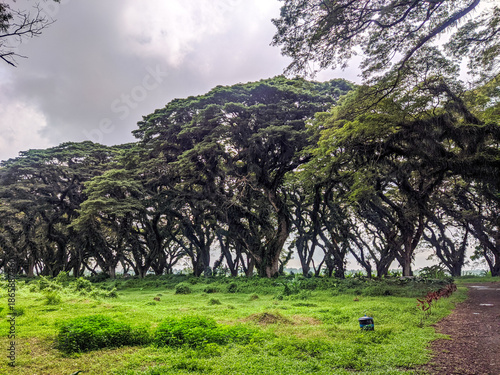 De Djawatan Forest is a popular tourist destination in Banyuwangi. It offers the beauty of tall trembesi trees that stretch upwards, forming a cave-like shape. 