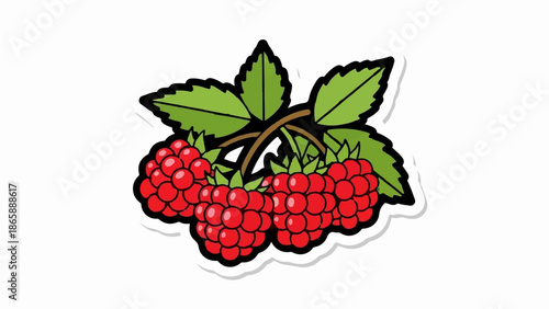 Ripe red raspberries on green stems with leaves, illustrated