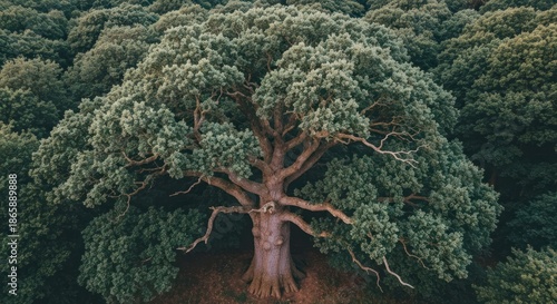 A majestic oak tree, its broad canopy dominating a lush forest, captured from above