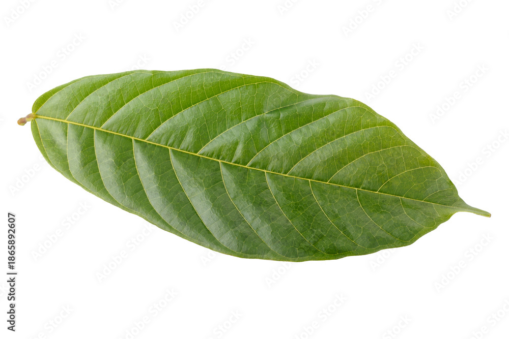 Obraz premium green cocoa leaf isolated on a white background