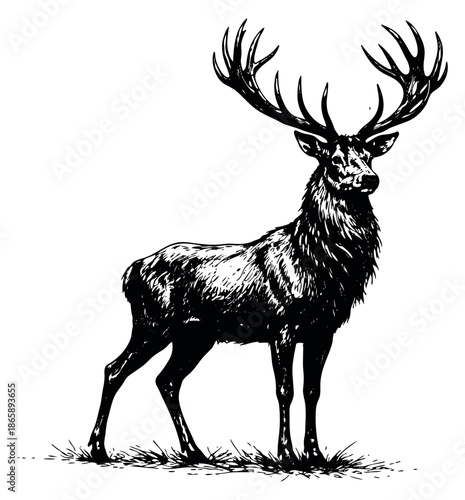 Hand drawn line art illustration of a majestic stag depicting a wild animal for nature and hunting themes