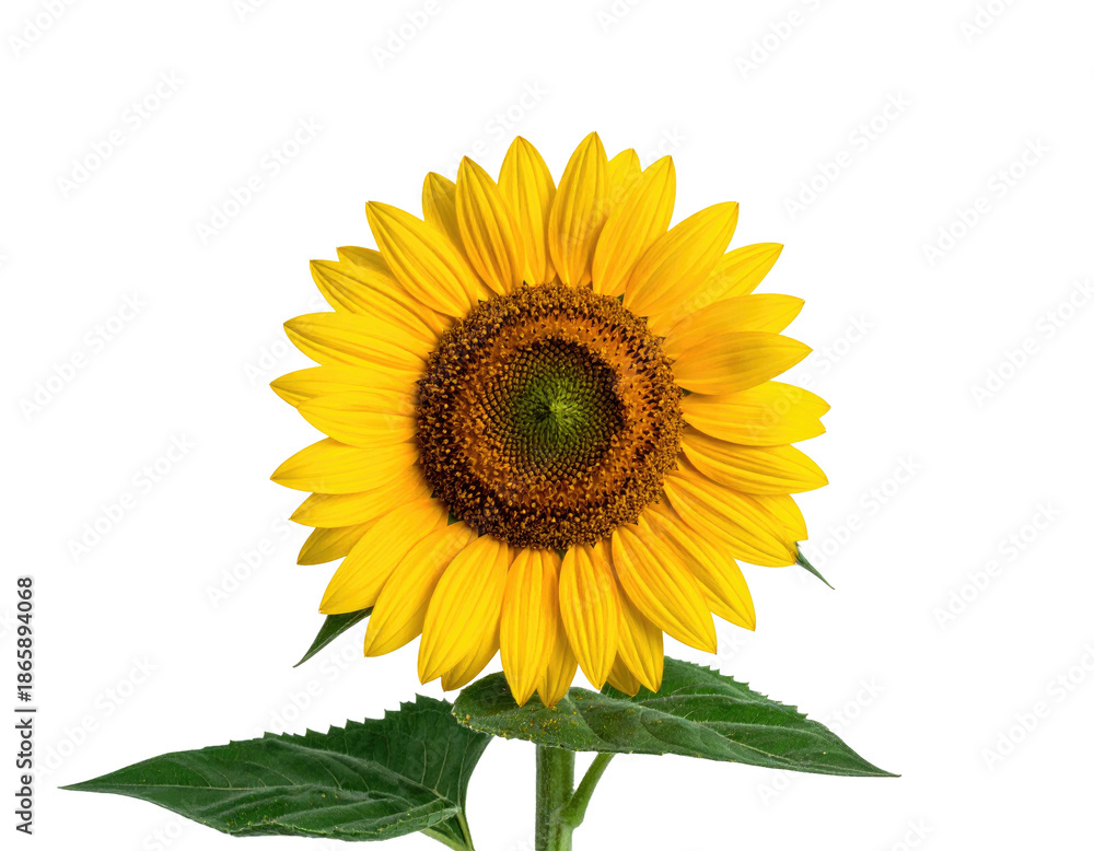 Obraz premium Vivid close-up shot of a sunflower in full bloom, isolated against a solid black background