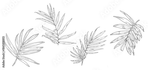 Palm leaves, black and white sketch. Vector illustration. Tropical tree leaves, set of silhouettes isolated on a white background. Green lush wildlife plants and fresh jungle foliage.