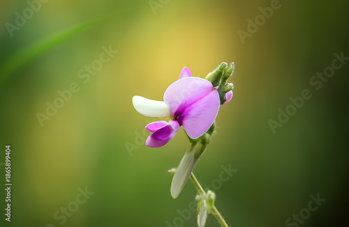 A delicate pink and white flower blooms gracefully on a slender stem against a soft green-yellow background.