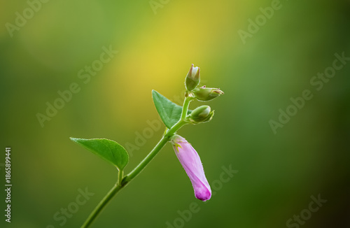 A slender green stem holds a single pink bud and several unopened green buds against a soft background.