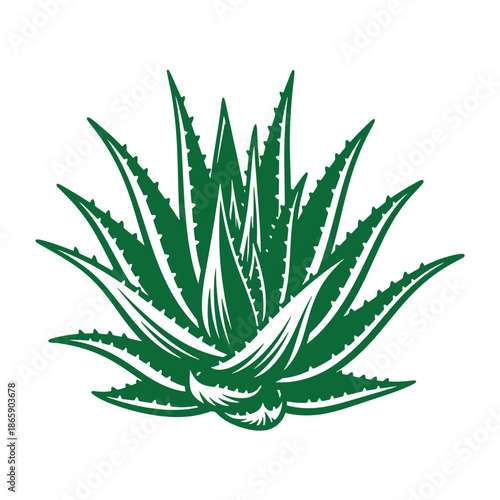 Aloe plant with sharp green leaves and serrated edges on white background