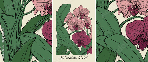 Triptych illustration of pink orchid flowers with green leaves in a vintage botanical study style, featuring detailed line art and halftone shading for a retro pop art effect