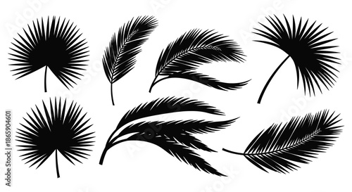 A collection of tropical palm fronds and feathers displayed in a striking black and white silhouette