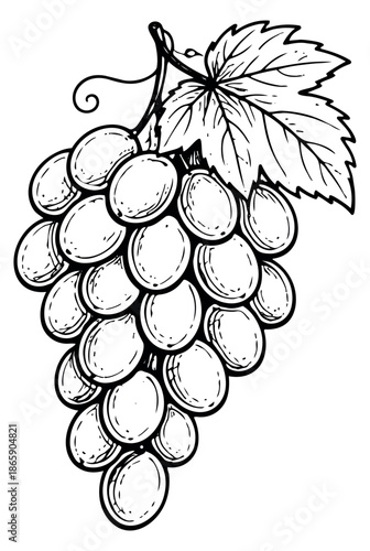 Hand drawn line art illustration of a grape bunch depicting a cluster of fruit with a leaf for food and beverage designs