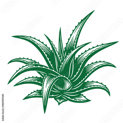 Green aloe vera plant with spiky leaves and white details on transparent background
