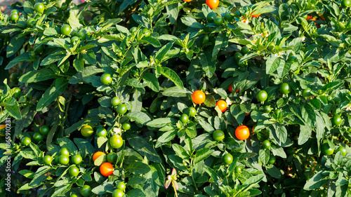 A Solanum pseudocapsicum bush with dense foliage and abundantly covered with green and ripe red berries