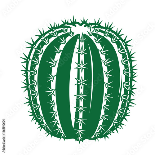 Green cactus illustration with long spines and rounded shape isolated on white background