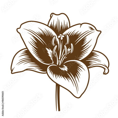 Brown flower illustration with large petals and detailed center on white background