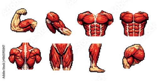 Pixel art muscle anatomy illustration of human body parts