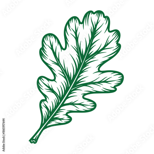 Green oak leaf illustration with detailed veins on white background