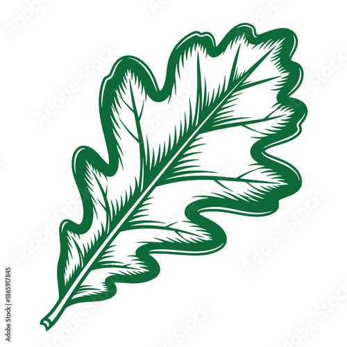 Green oak leaf illustration with wavy edges and detailed veins on white background