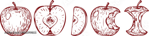 Red Apple Progression Illustration Whole Half Bitten and Core fruit food