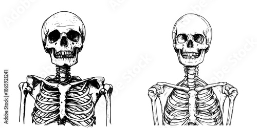 The Skeleton's Silence: A Minimalist Line Art