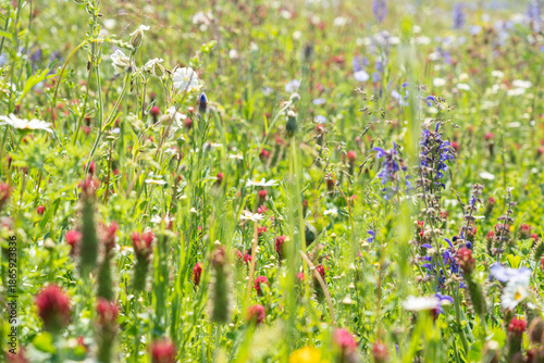 Wild flowers field. Wild flowers on spring meadow with blue flax, crimson clover, red poppy