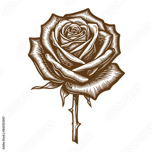 A detailed brown illustration of a single rose with thorns on stem isolated on transparent background
