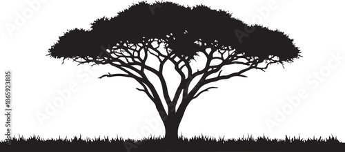 Vector acacia tree with broad canopy silhouette. Savanna landscape icon for natural