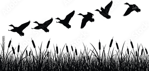 Flying duck silhouettes over wetland reeds and cattails, minimalist black and white nature illustration representing wildlife migration and marshland scenery