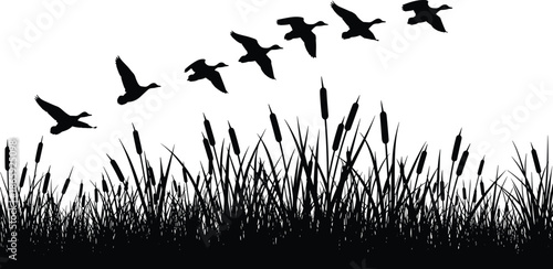 Silhouette of flying birds over reed grass and cattails in wetland landscape, minimalist nature illustration for wildlife and migration concepts