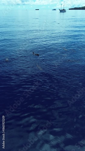 Aerial view of a pod of dolphins moving in synchronized formation below the ocean surface, Banda Sea, Maluku, Indonesia.